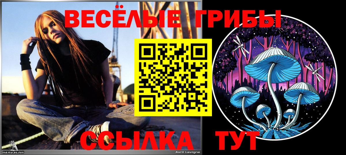Псилоцибиновые грибы Psilocybe  Вход с VPN  Пугачёв 